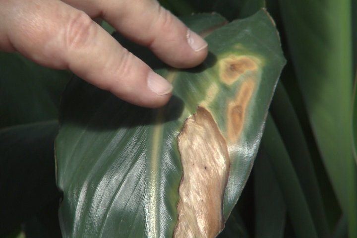 Carefully adapt plants when changing environments